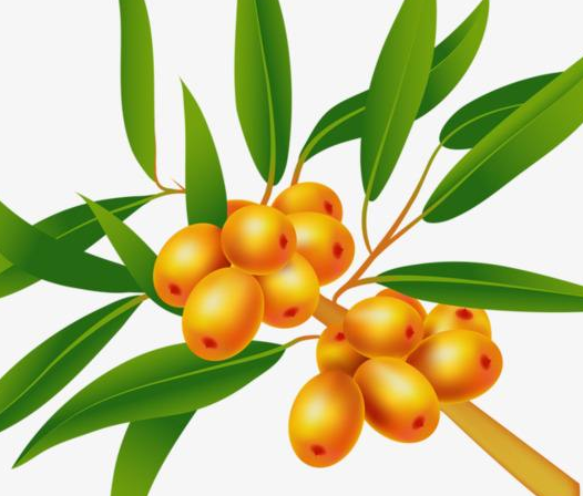 内蒙古沙棘种植技术