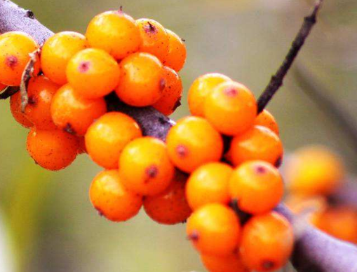 内蒙古沙棘的功效 内蒙古沙棘的功效