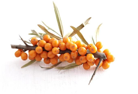 内蒙古生态治理