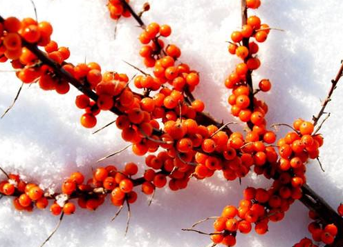 内蒙古沙棘种植加工