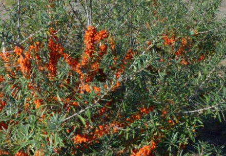 内蒙古沙棘种植加工 内蒙古沙棘种植加工