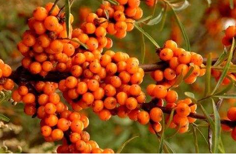 内蒙古生态治理 内蒙古生态治理