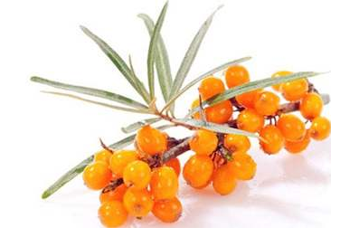 内蒙古沙棘加工 内蒙古沙棘加工