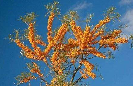内蒙古沙棘种植技术 内蒙古沙棘种植技术