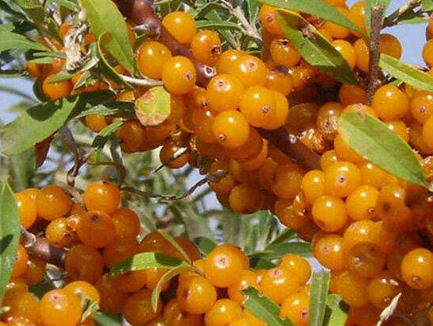 内蒙古生态治理