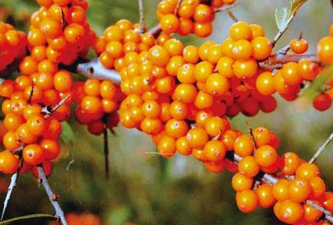 鄂尔多斯沙棘食品药品