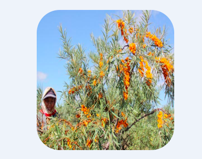 鄂尔多斯沙棘食品药品 鄂尔多斯沙棘食品药品