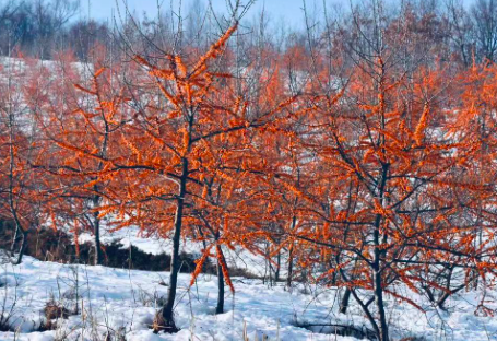 内蒙古生态治理 内蒙古生态治理