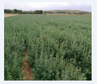 内蒙古沙棘种植加工