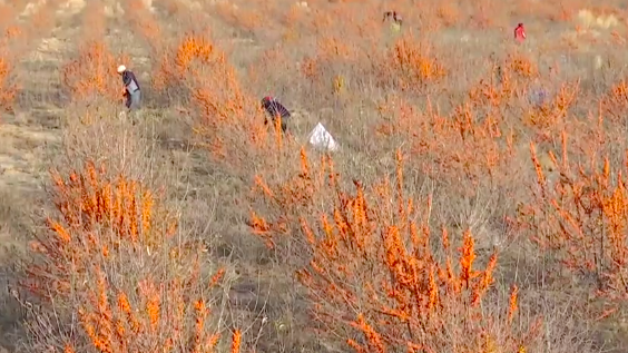 内蒙古沙棘做法