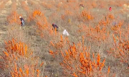 内蒙古生态治理