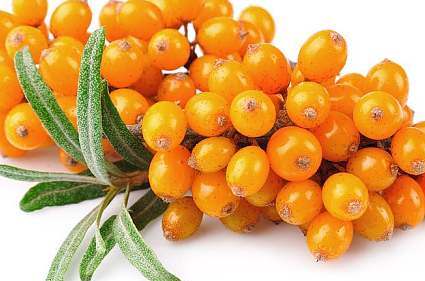 鄂尔多斯沙棘食品药品