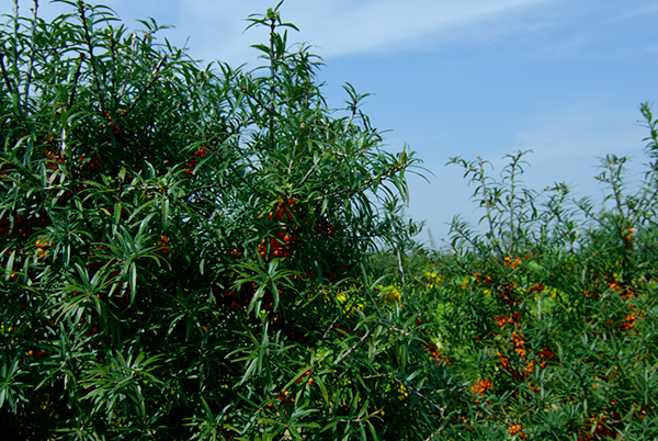 内蒙古生产沙棘植物产地