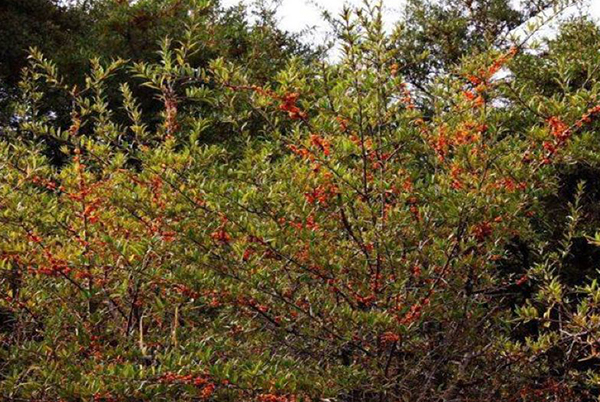 内蒙古销售沙棘种植产地