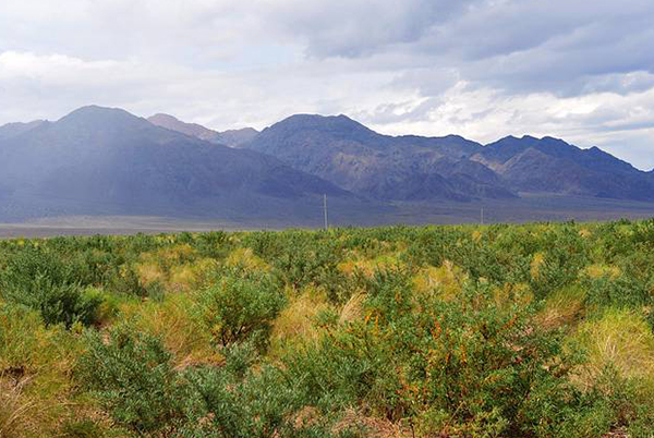 东胜哪儿有沙棘加工种植产地