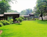 内蒙古沙棘种植加工