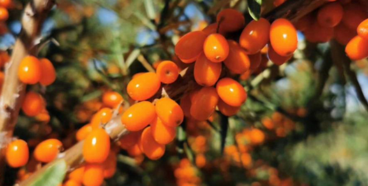 内蒙古生态治理