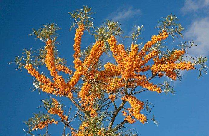 鄂尔多斯沙棘食品药品