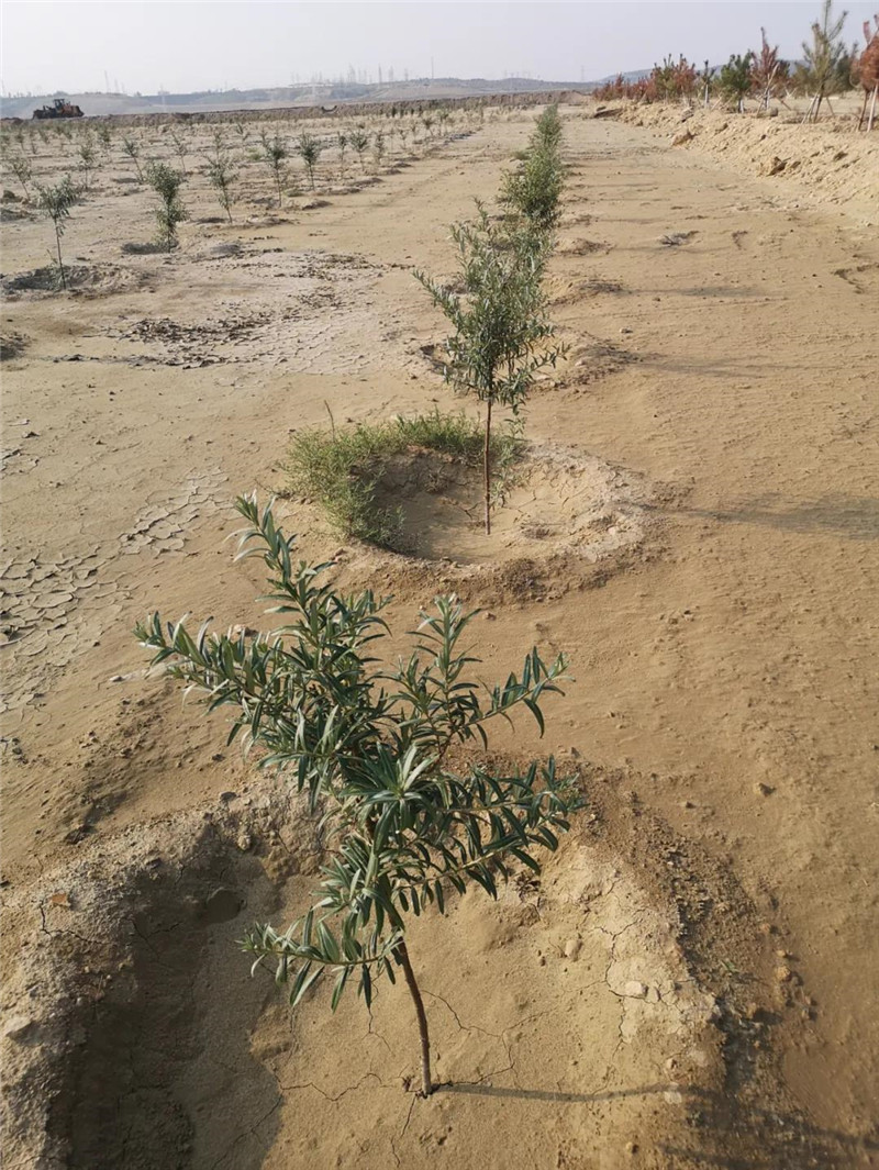 内蒙古生态治理内蒙古淳点实业有限公司 内蒙古生态治理内蒙古淳点实业有限公司