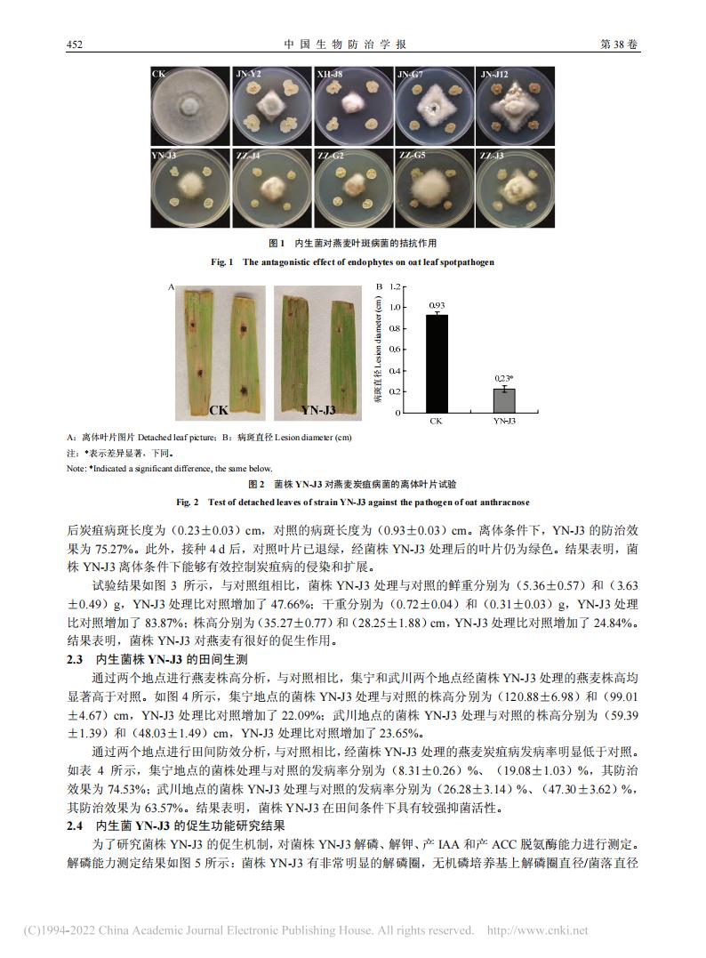 燕麦内生细菌YN-J3的分离鉴定及防病促生作用研究_王海霞_05.jpg