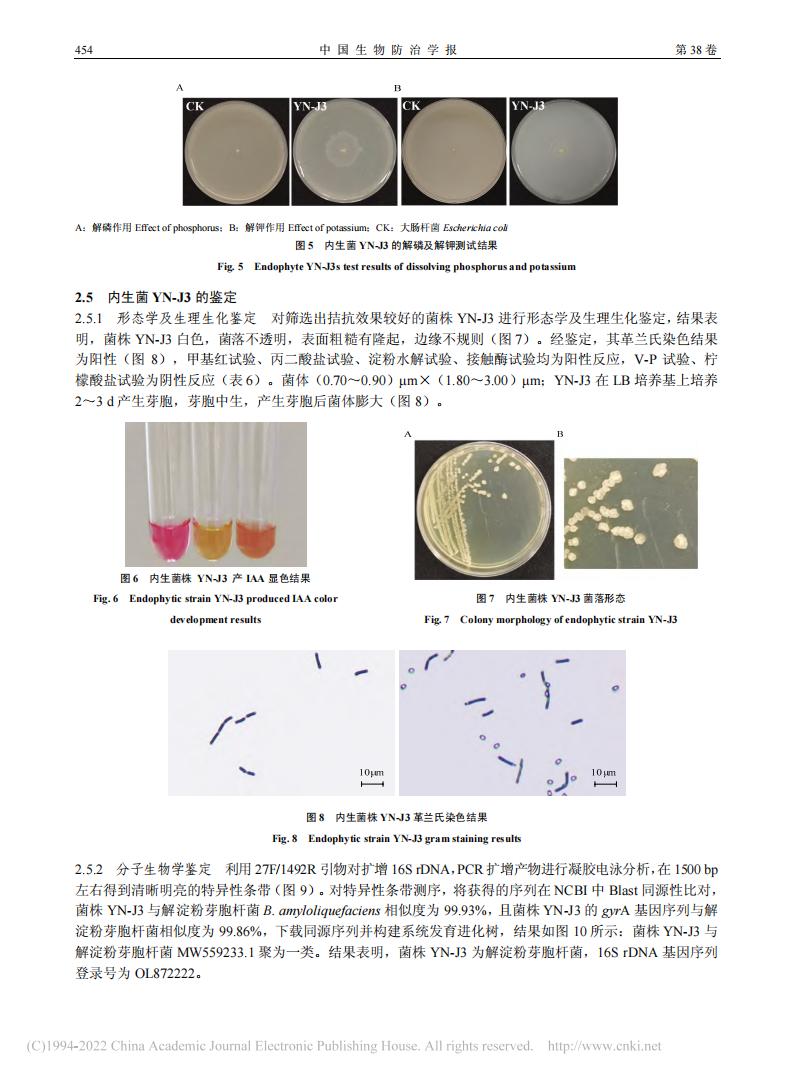 燕麦内生细菌YN-J3的分离鉴定及防病促生作用研究_王海霞_07.jpg