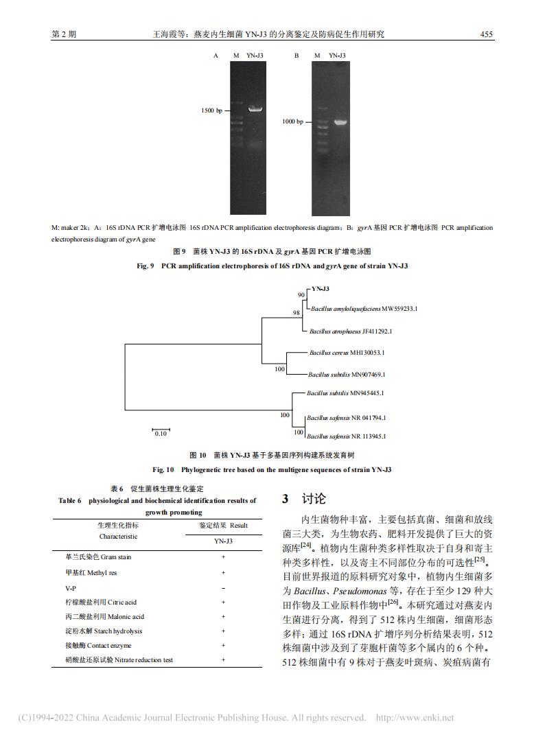 燕麦内生细菌YN-J3的分离鉴定及防病促生作用研究_王海霞_08.jpg