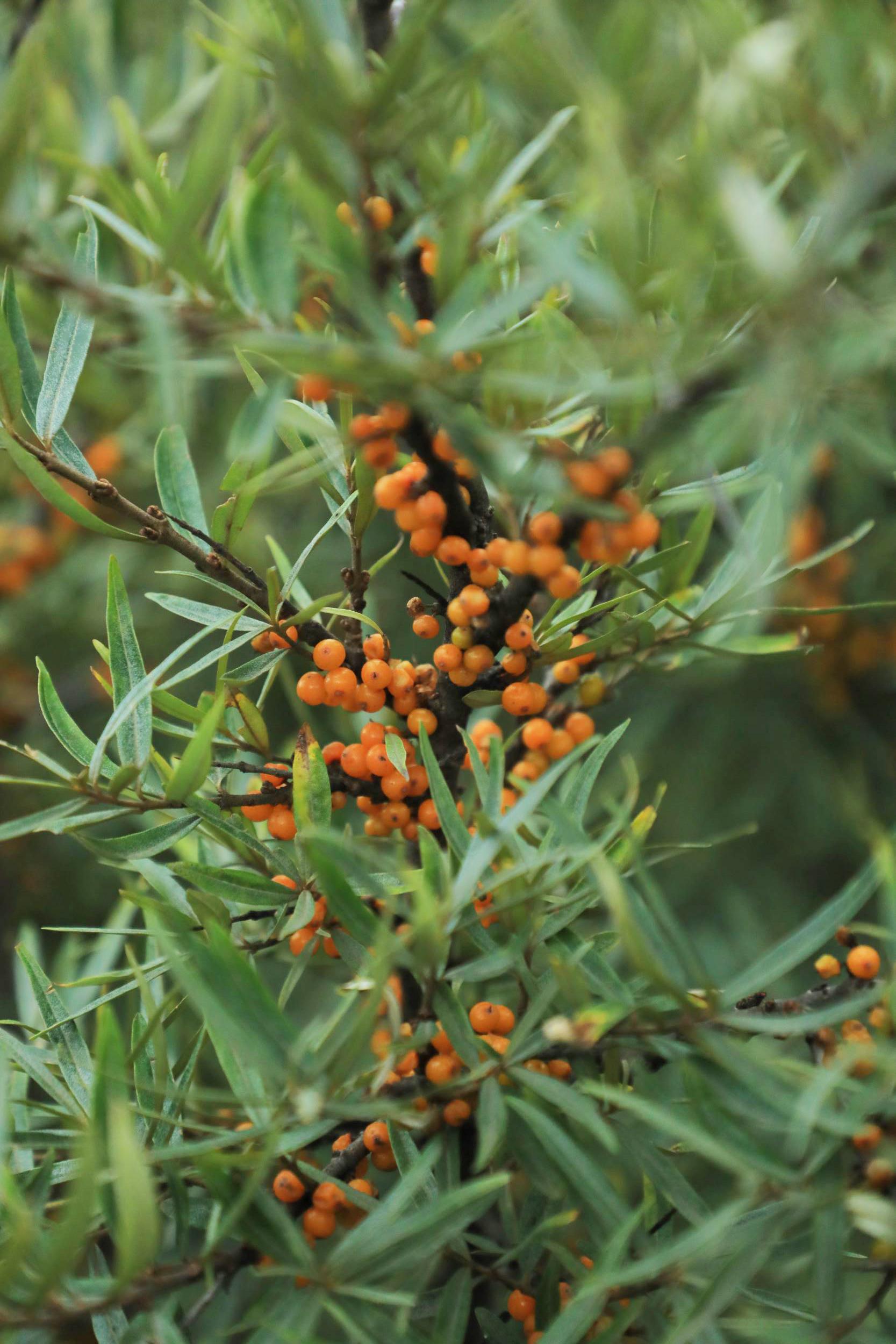 1774938626168341.jpg 1774938626168341.jpg